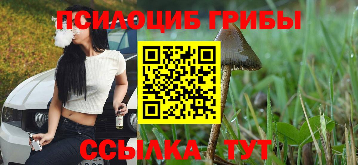 Псилоцибиновые грибы Psilocybe Электрогорск
